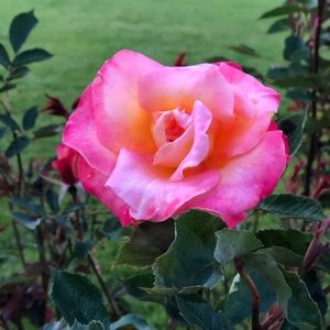 Meet your Posher, Emma